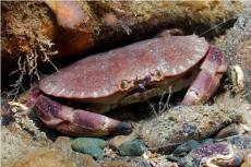 Brown Crab © Paul Kay